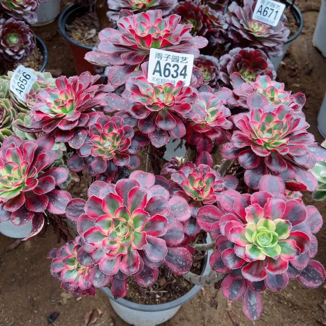 @***H634丽娜尺寸28左右