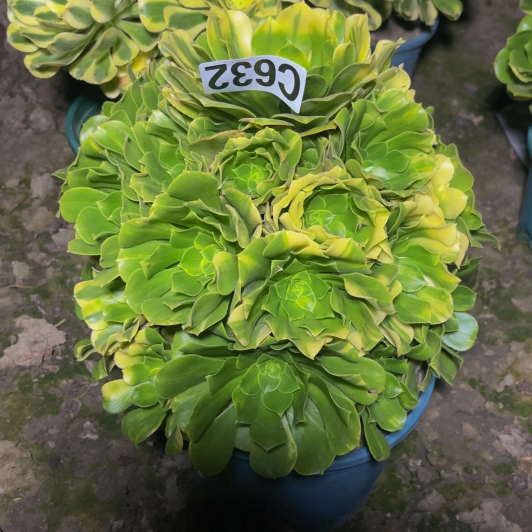 五色琉璃26///38包邮