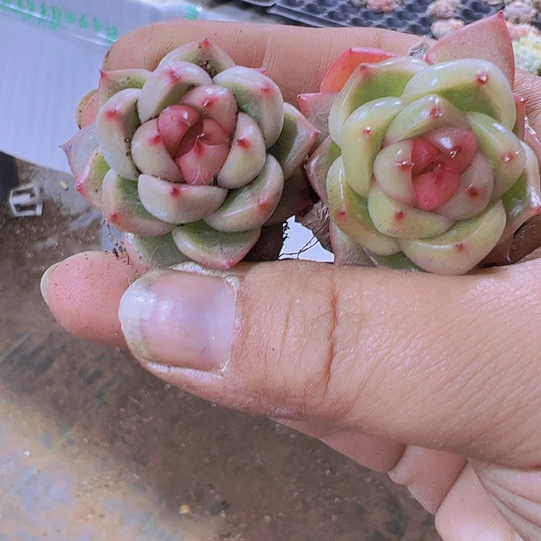 晴空珍妮3个19包邮