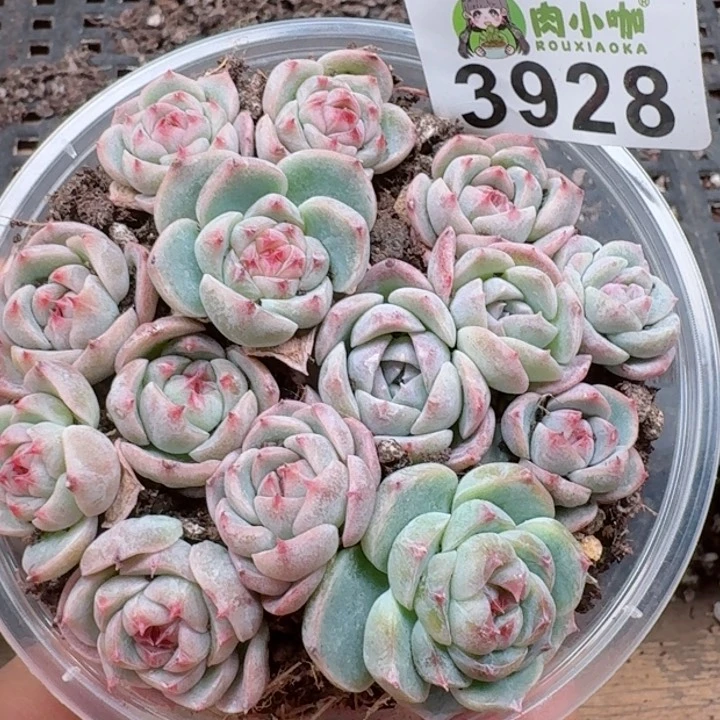 多肉植物多肉植物