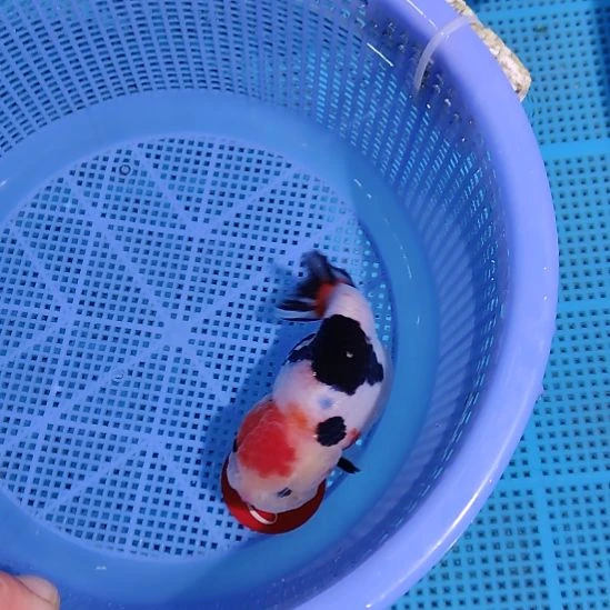 金鱼020兰寿一条  两条起顺丰包邮