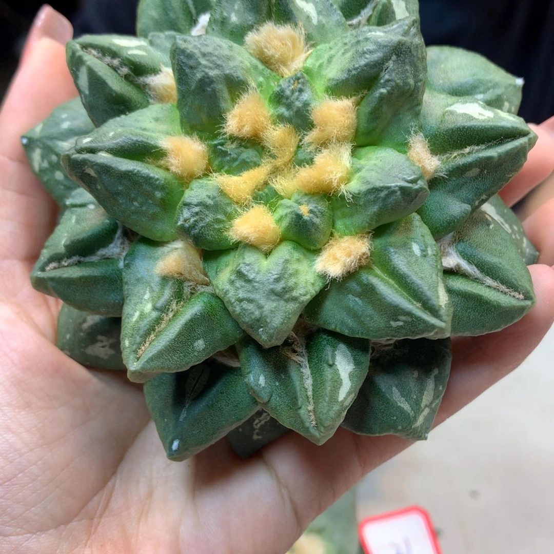 22号 苗接 龙角杂岩牡丹(无根10公分)