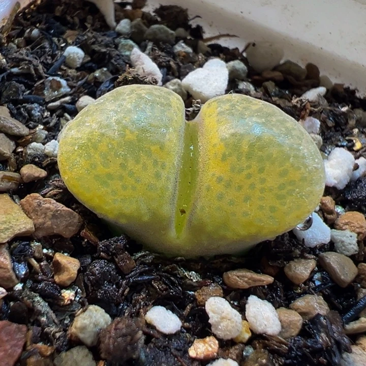 851多肉植物种类多样