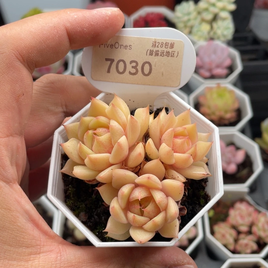 苯巴蒂斯7030-6.5厘米