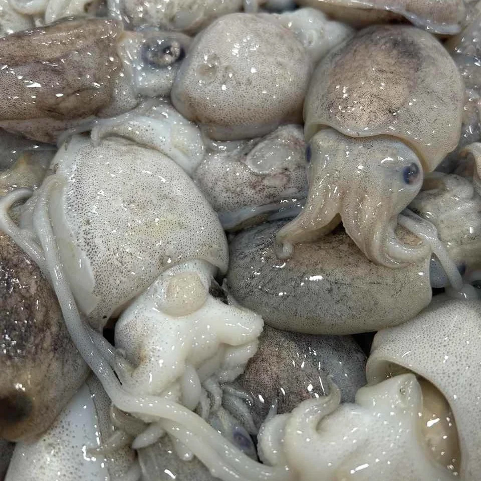 {顺丰发货}海捕小墨鱼海鲜墨鱼仔