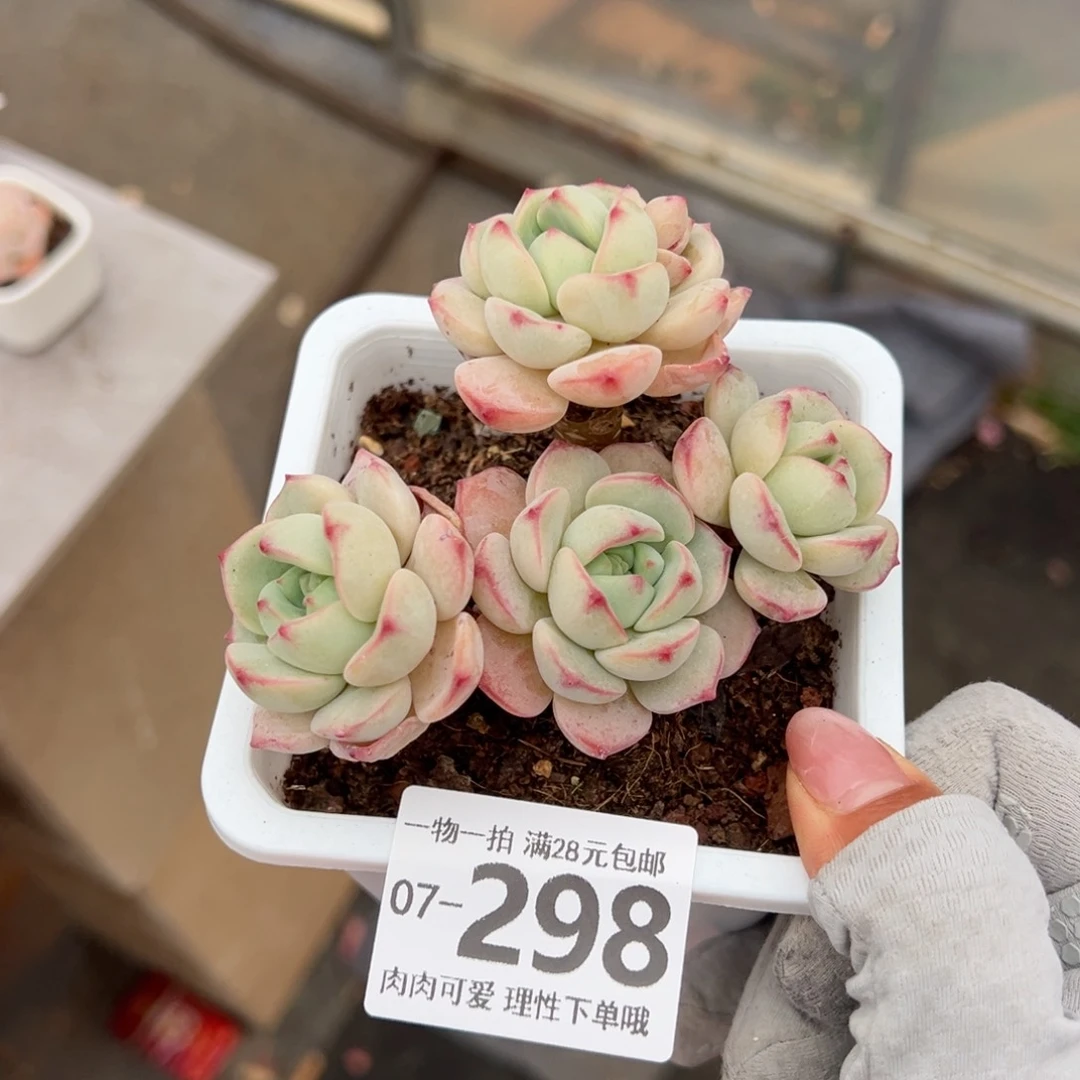 白底香草老桩多肉多肉多肉多肉