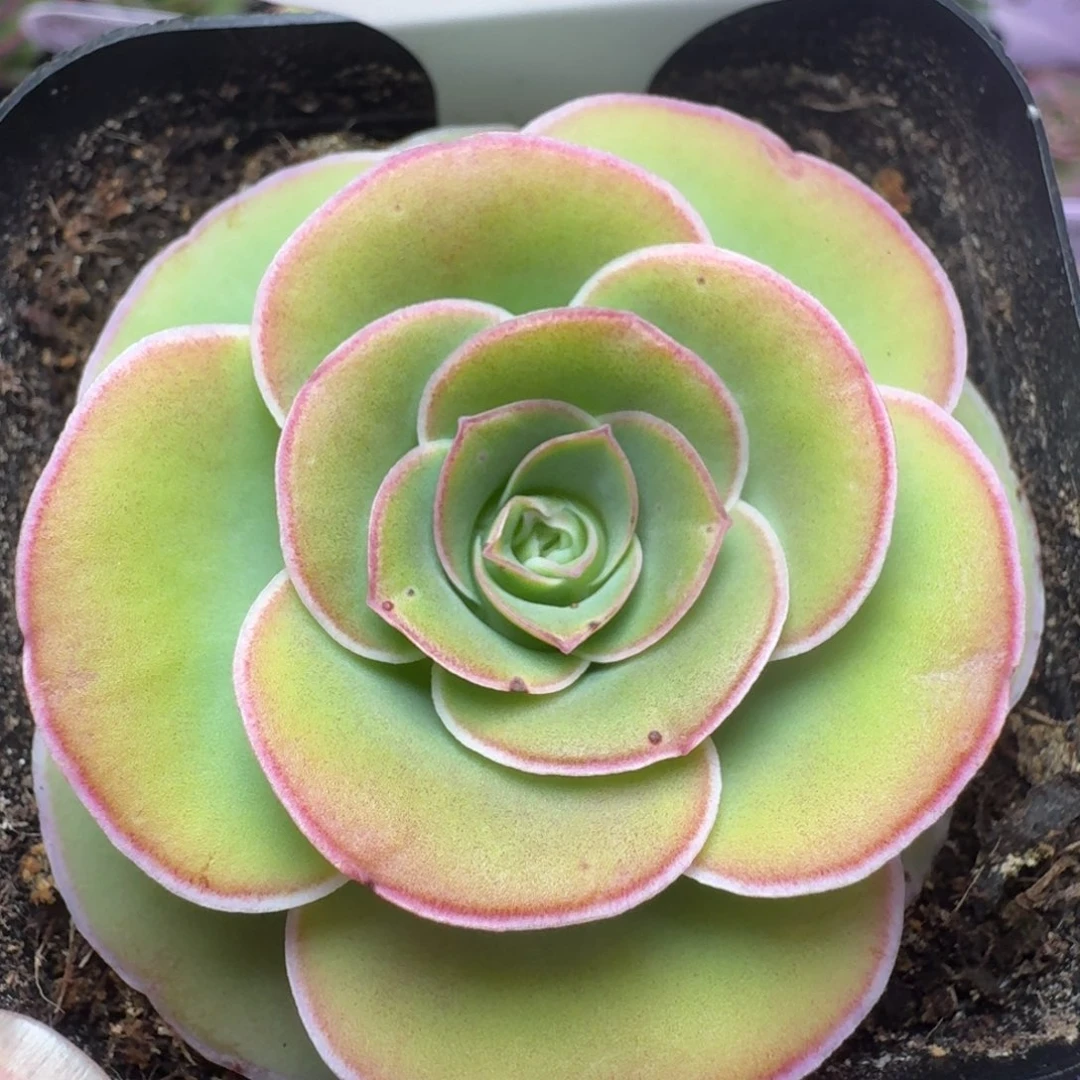 带伤福利-369冠幅   4.5cm