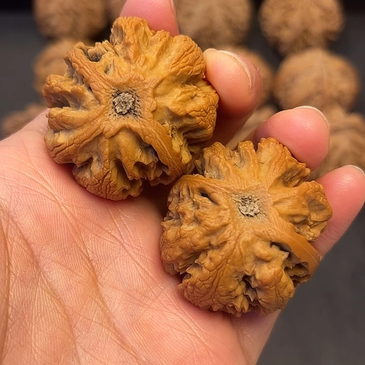 核桃秦岭突突突突突突突11