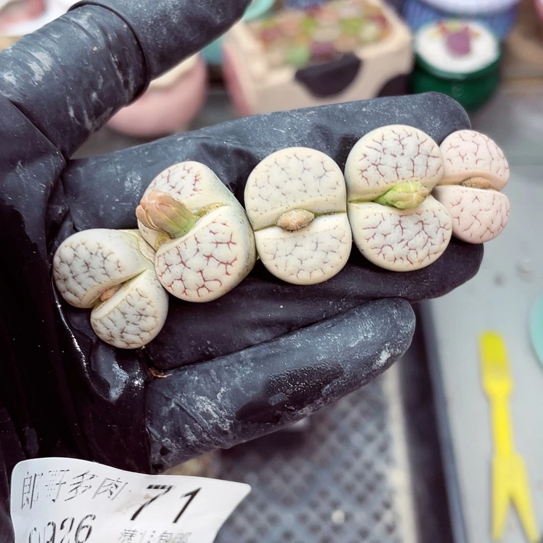 生石花满18包邮0926-71有干疤