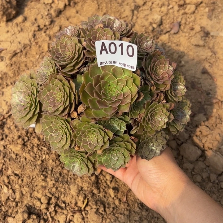红魔多肉植物010.