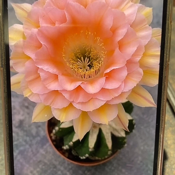 香香梦幻侧芽3.5公分左右