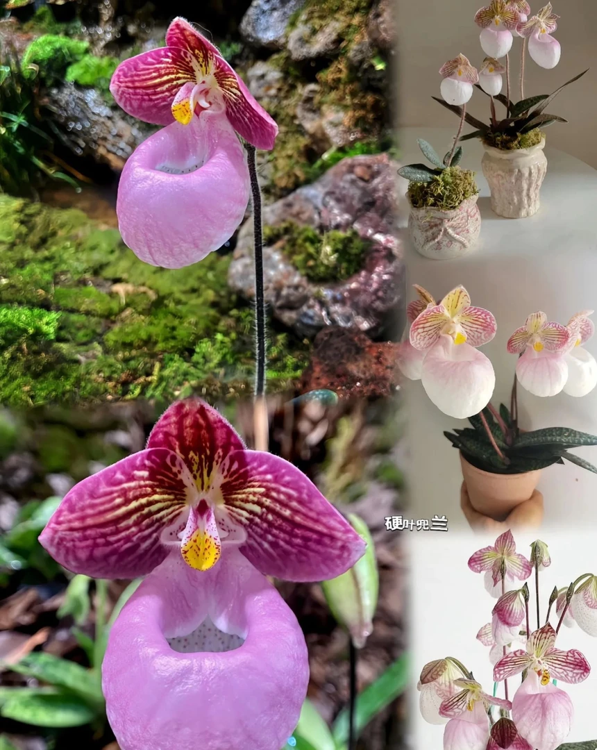 玉女兜兰花卉盆景易养护适合室内桌面阳台窗台装饰