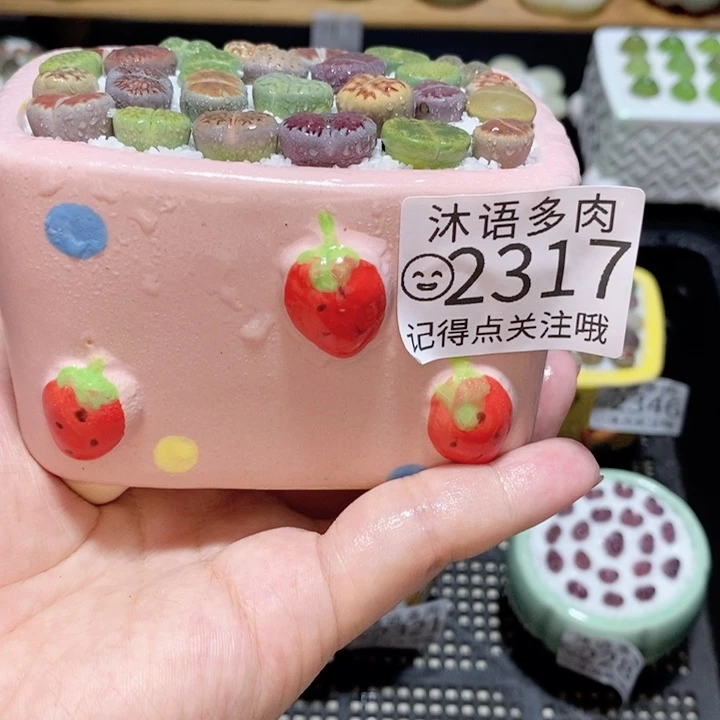 精美盆栽 一物一拍2317