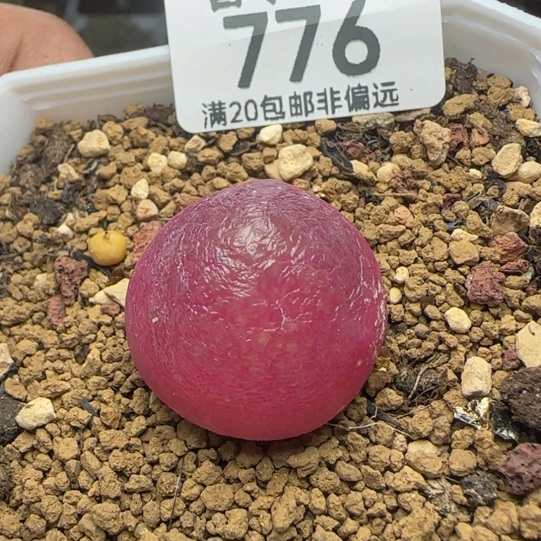 灯泡2.4带盆土。