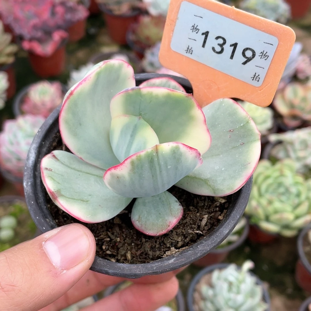 【闪购商品】琉***芯1319号