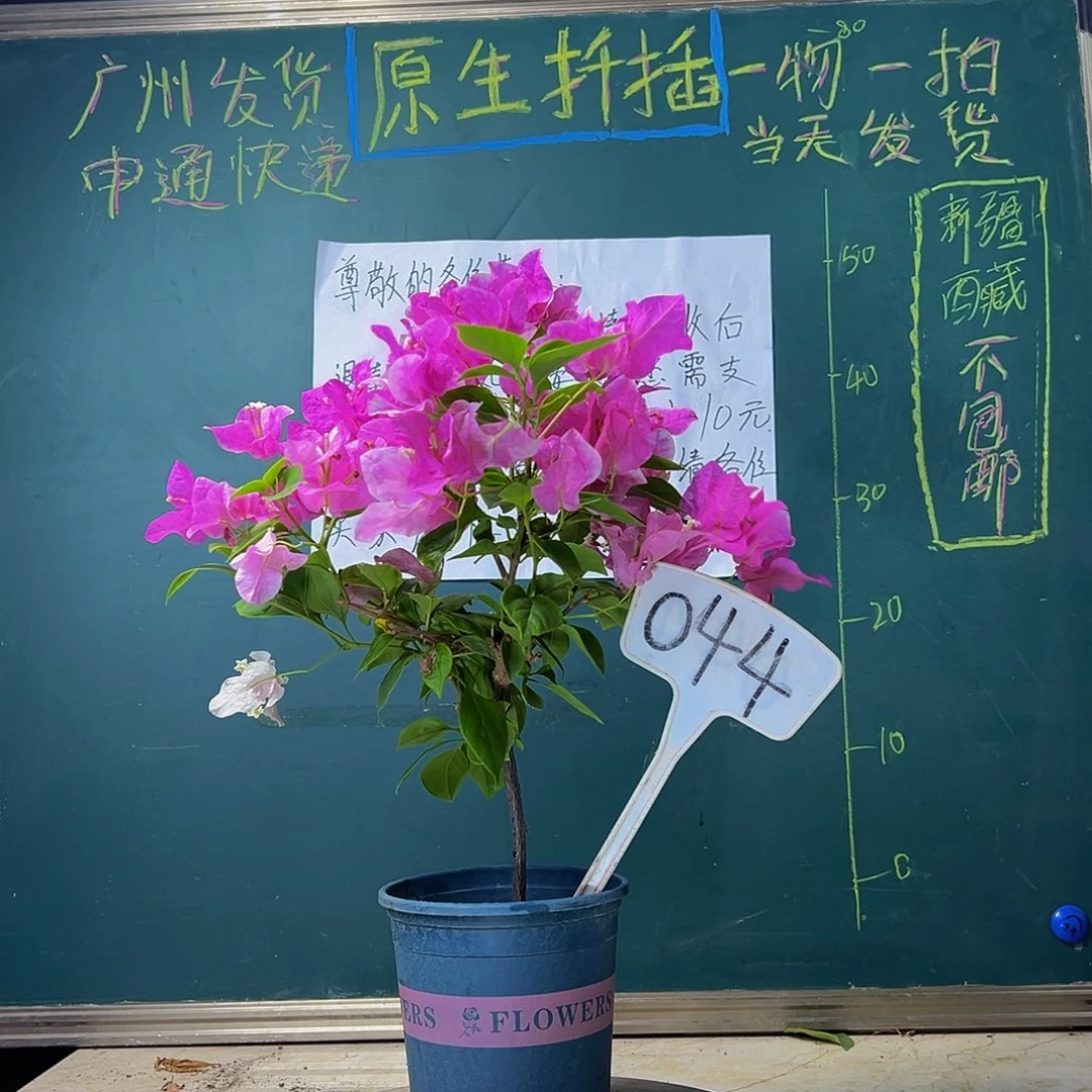 当前无花栽培后可以开花 漳红樱 044