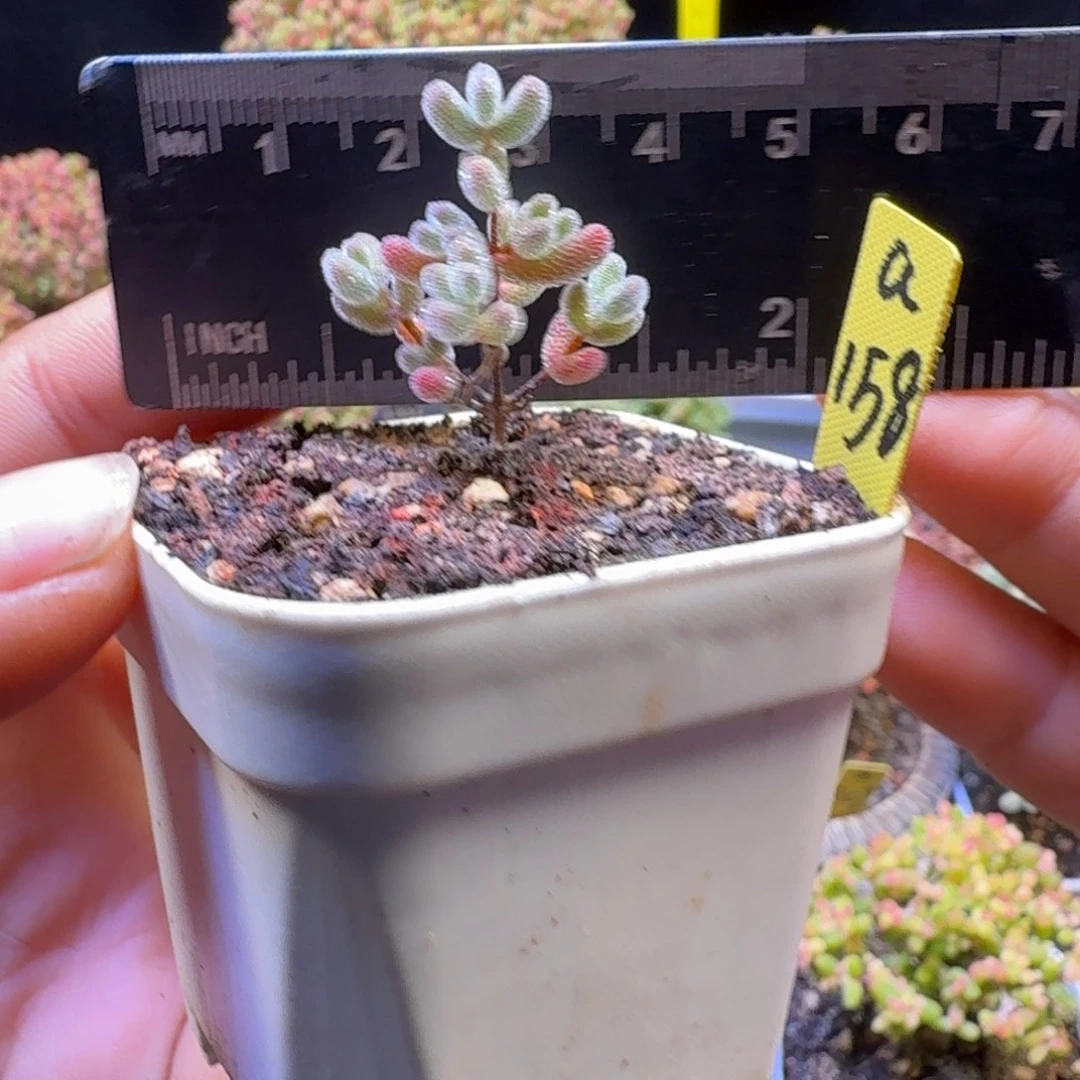 a158号实生冰晶冠服2厘米左右