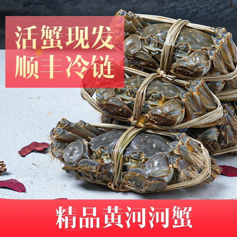 活蟹鲜活河蟹母蟹2.0-1.7两10只甜美黄河湾精品蟹螃蟹顺丰包邮