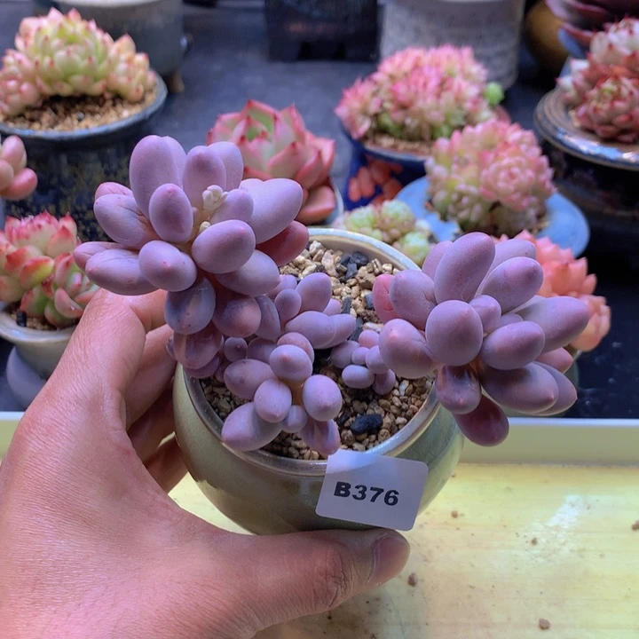 一物一拍满38包邮B376