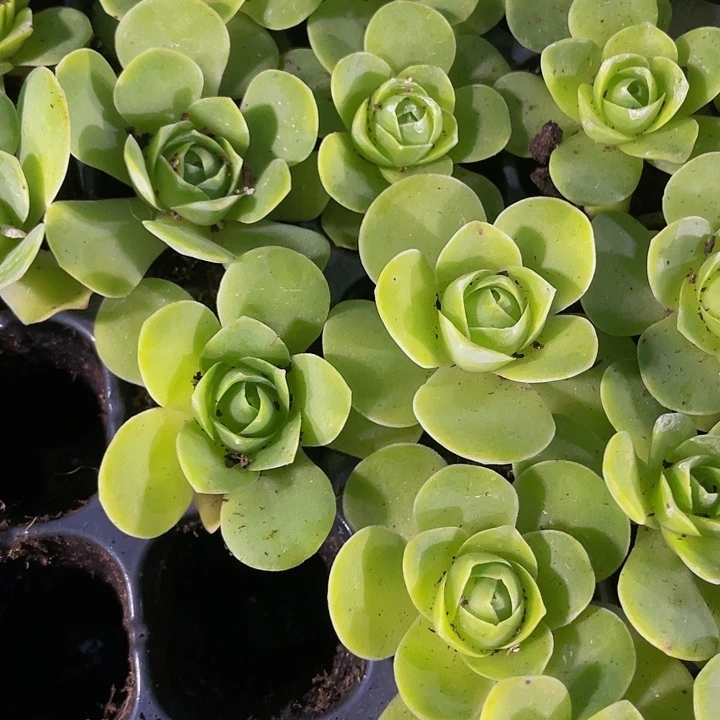 小鸡蛋玫瑰1元带土发