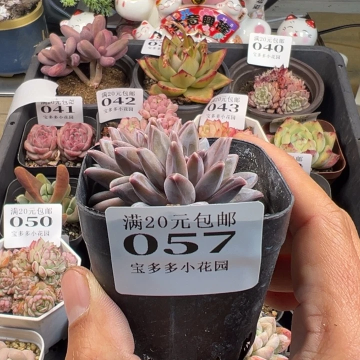 伊卡鲁斯双头一物一拍多肉满20包邮明天发货