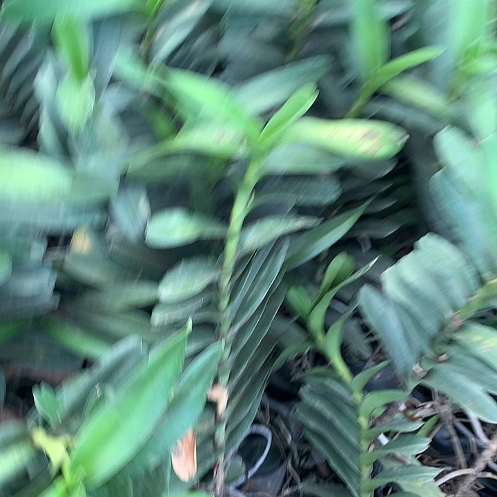 完全开放火焰兰50公分大苗带花芽裸根发