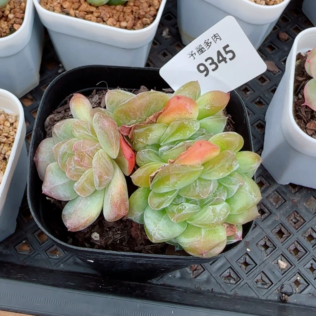 琥珀朵缀，9345多肉植物