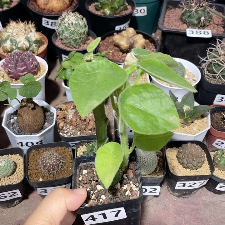 417圣果西番莲块根