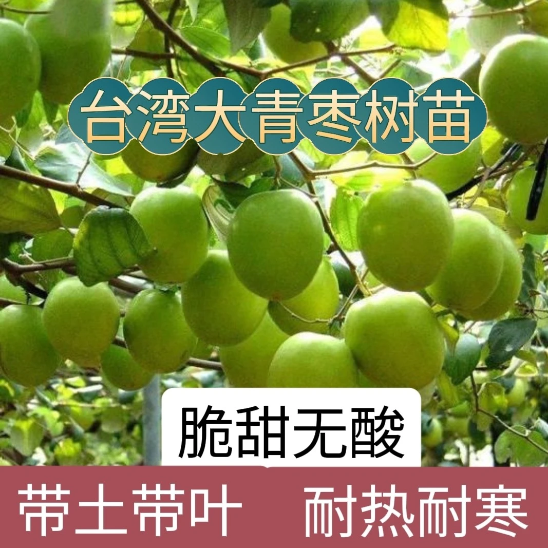 (带土发货)台湾大青枣树苗阳台庭院果树苗嫁接枣子苗