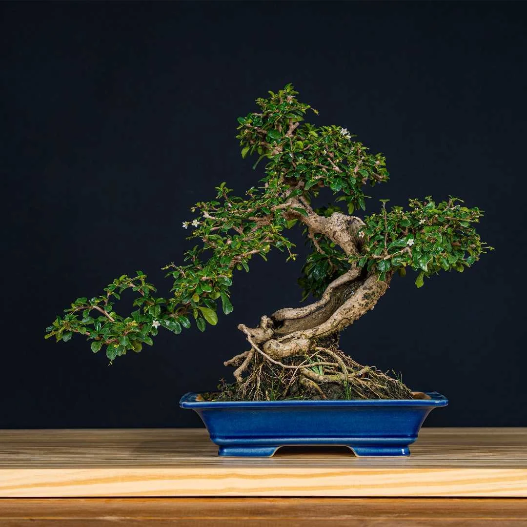 老桩盆景一物一拍福建茶