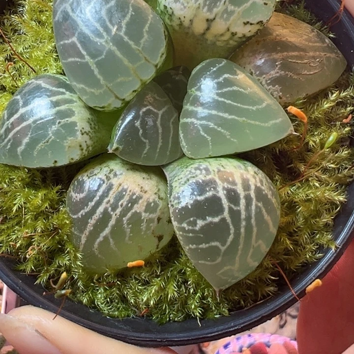 一组一拍感谢支持