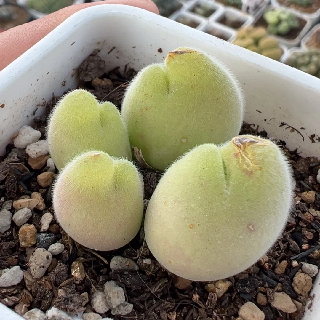 069多肉植物种类多样