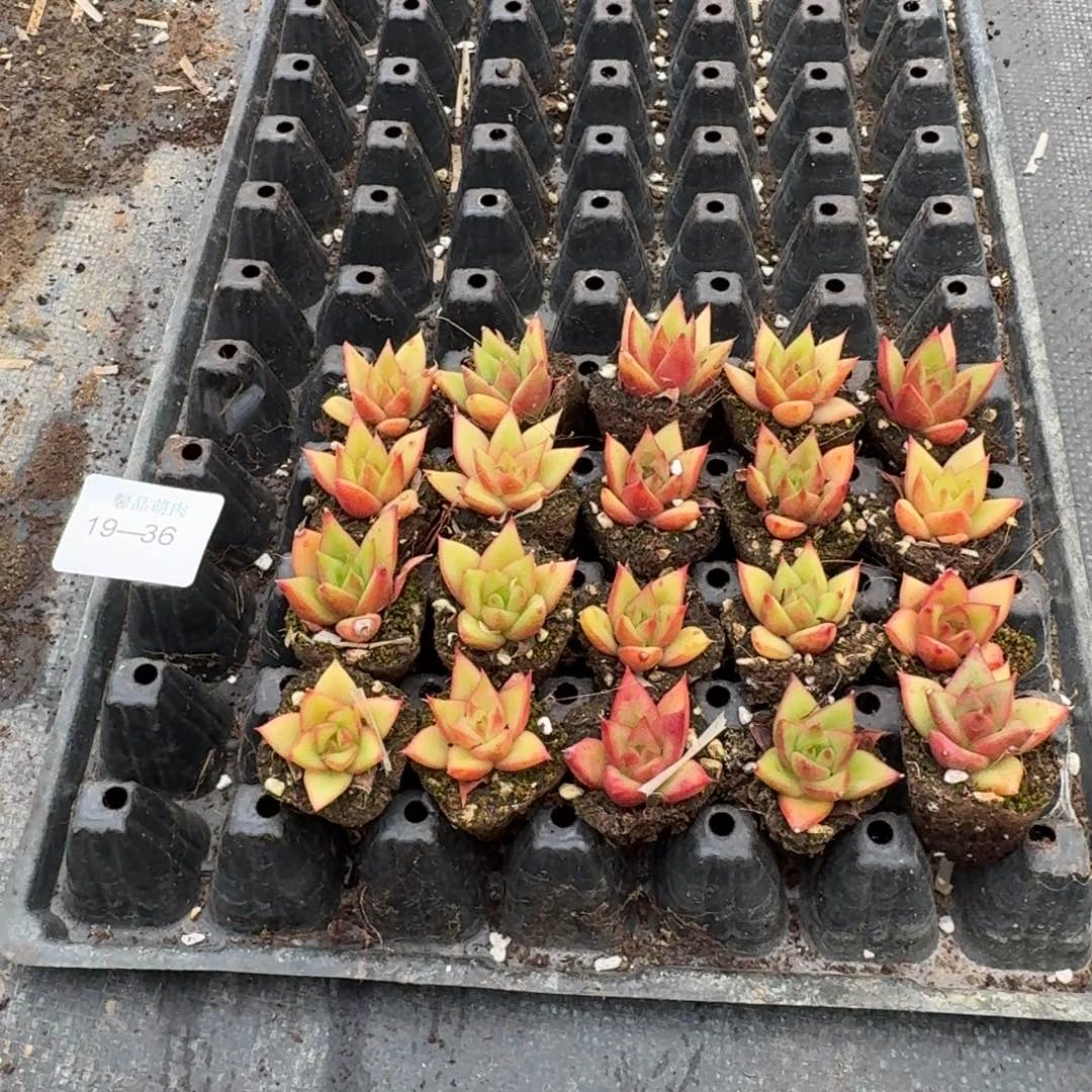 19-36雪兔杂交东云二十颗量拍左六