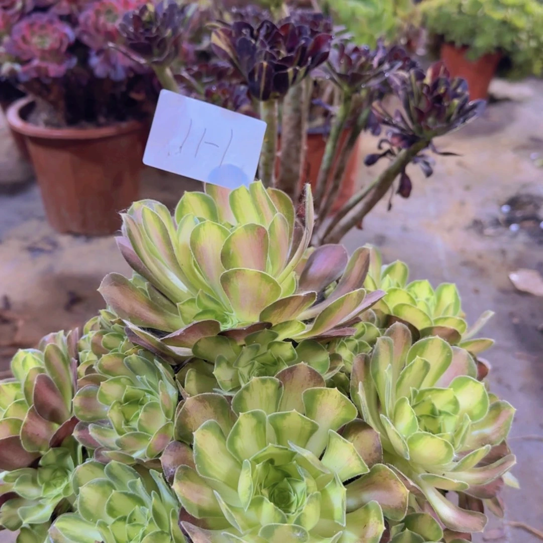 罗*漪11-1韶华。