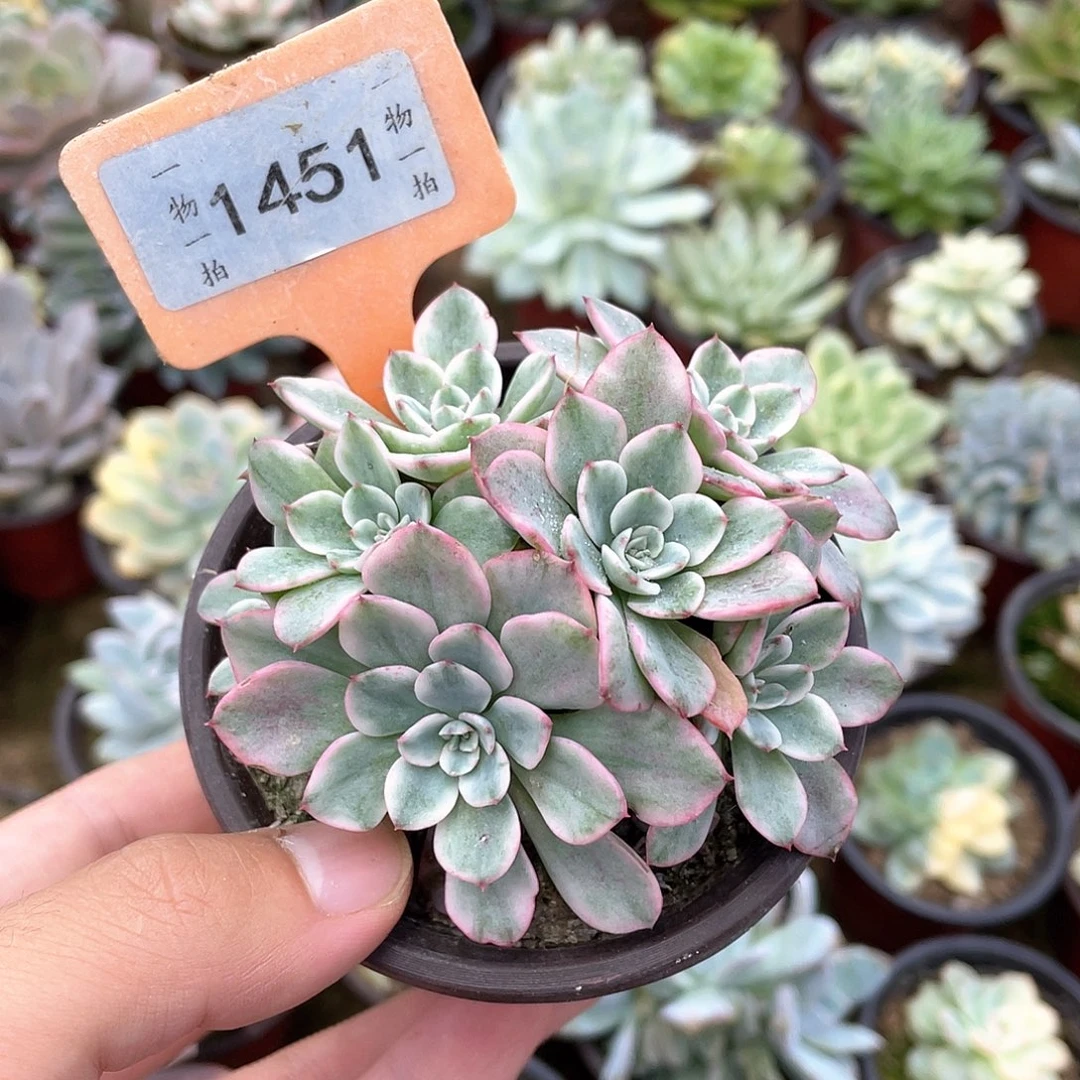熊***生1451号多肉植物盆栽