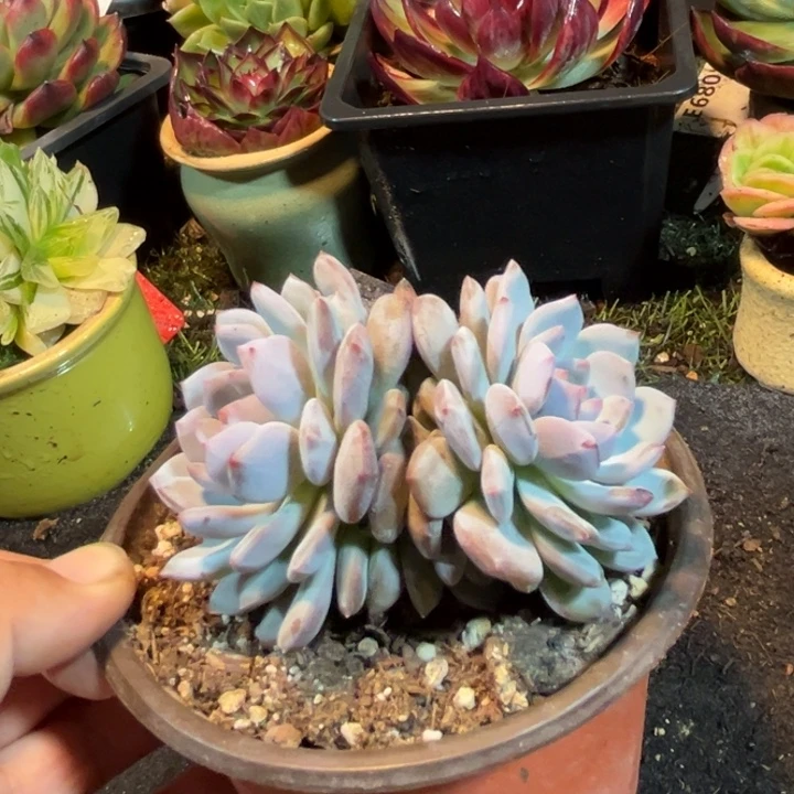 玉芙蓉惊鸿一物一拍包装收缩花旱