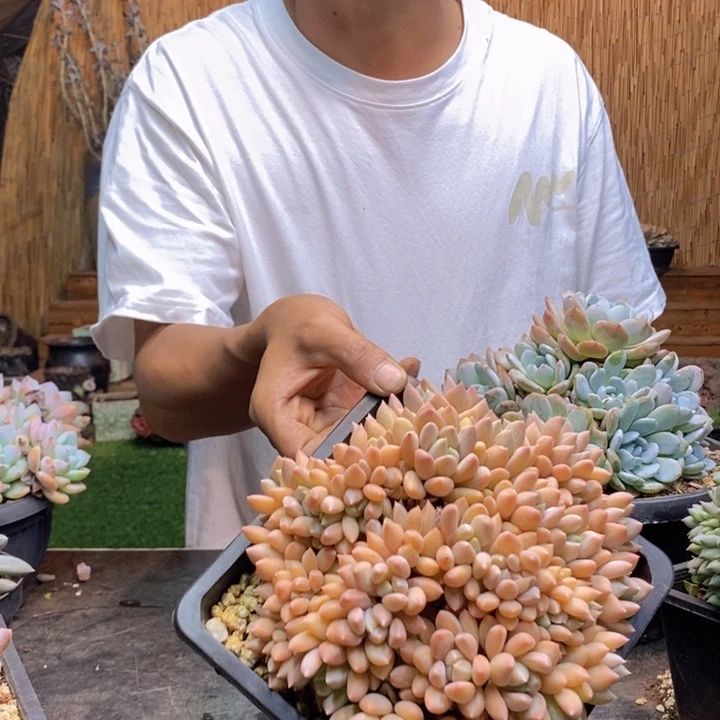 云****803号胖美人多肉植物