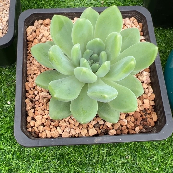 小***鱼小小鱼冰河世纪大单头一颗