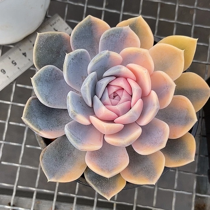 汉堡锦阴阳脸的一颗