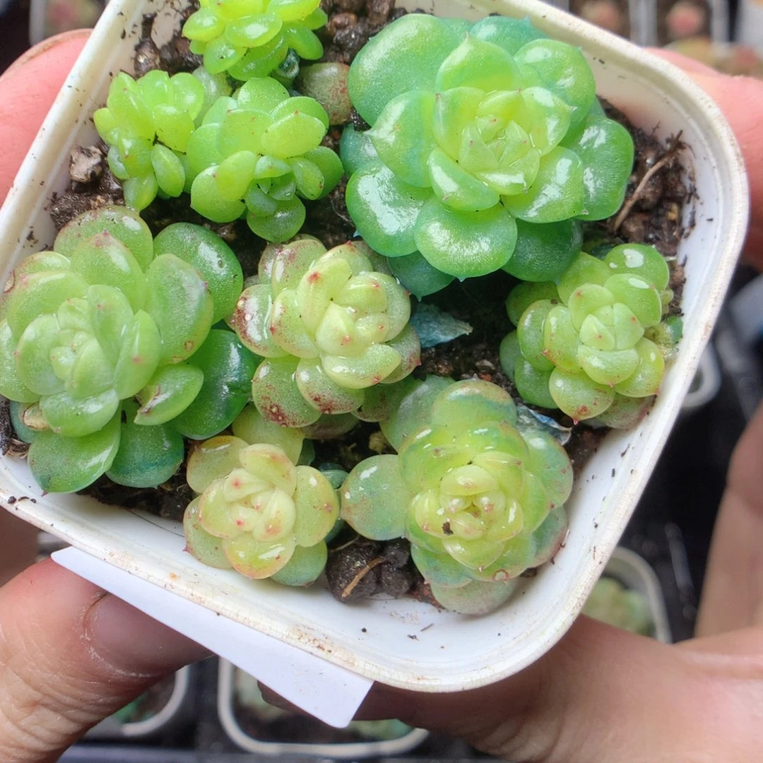 无花朵Q5。yyyyyyyyy