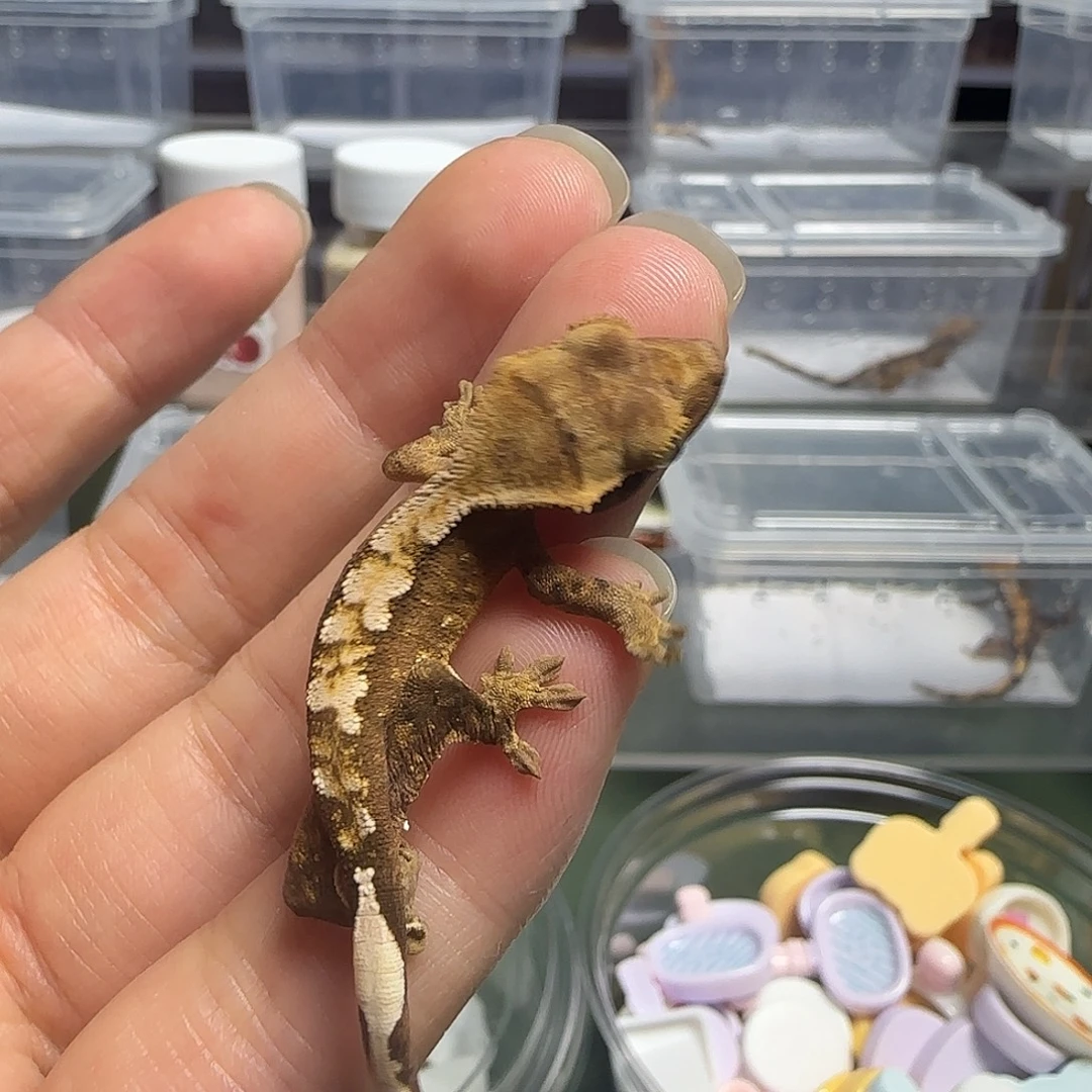 睫角守宫睫角守宫大幼