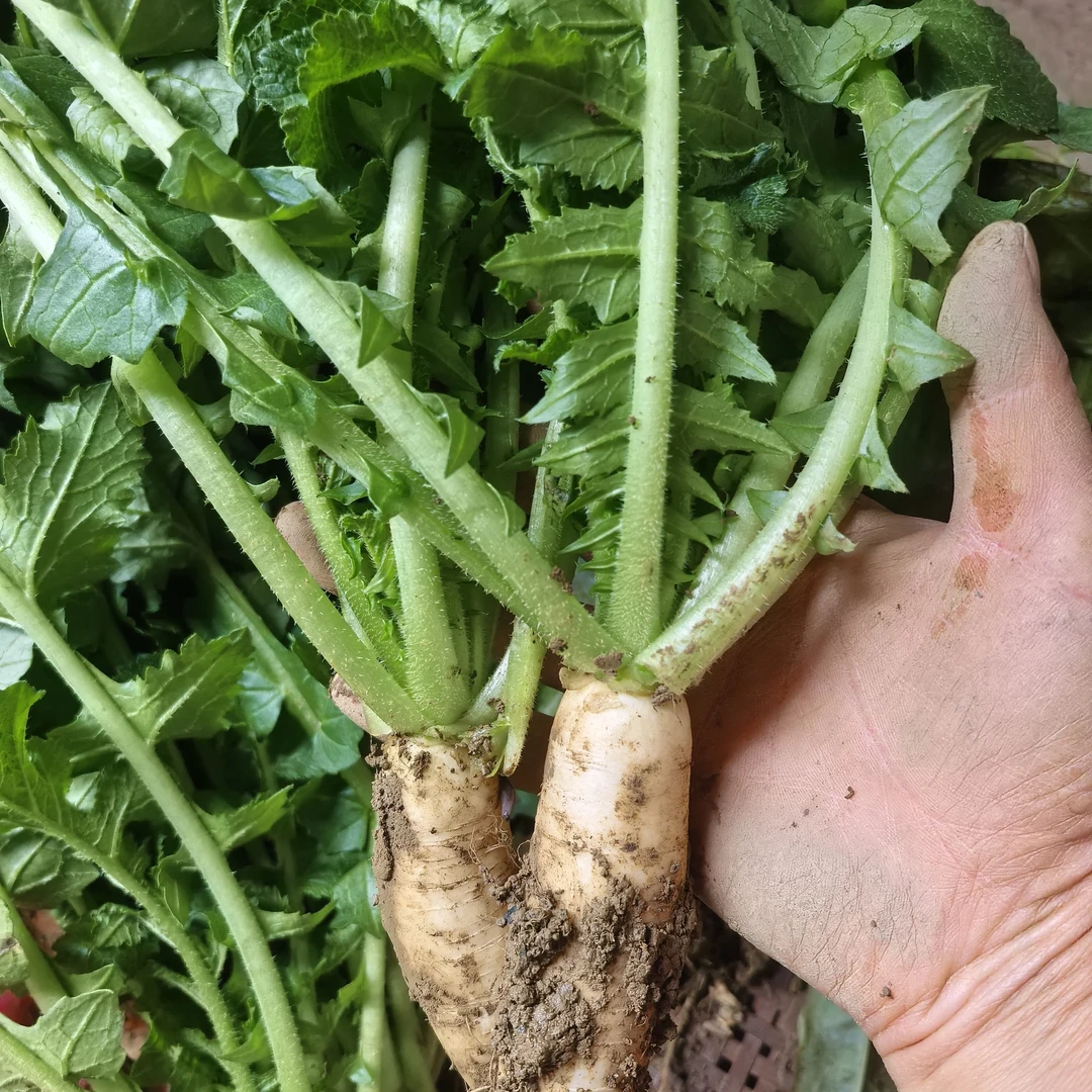 贵州农家自种萝卜新鲜萝卜苗白萝卜带叶酸菜原料现摘现发包邮
