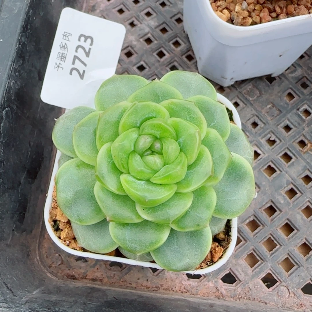 X7 ，2723多肉植物