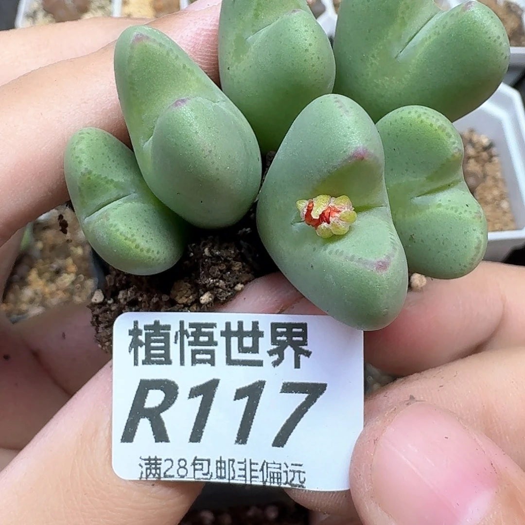 多肉植物的润泽和df