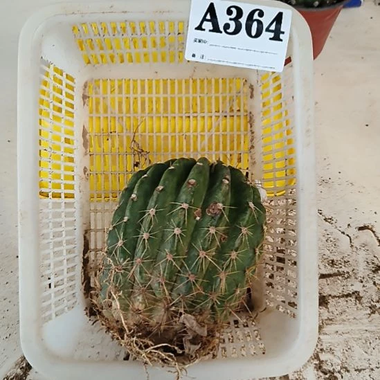 当前无花栽培后可以开花364