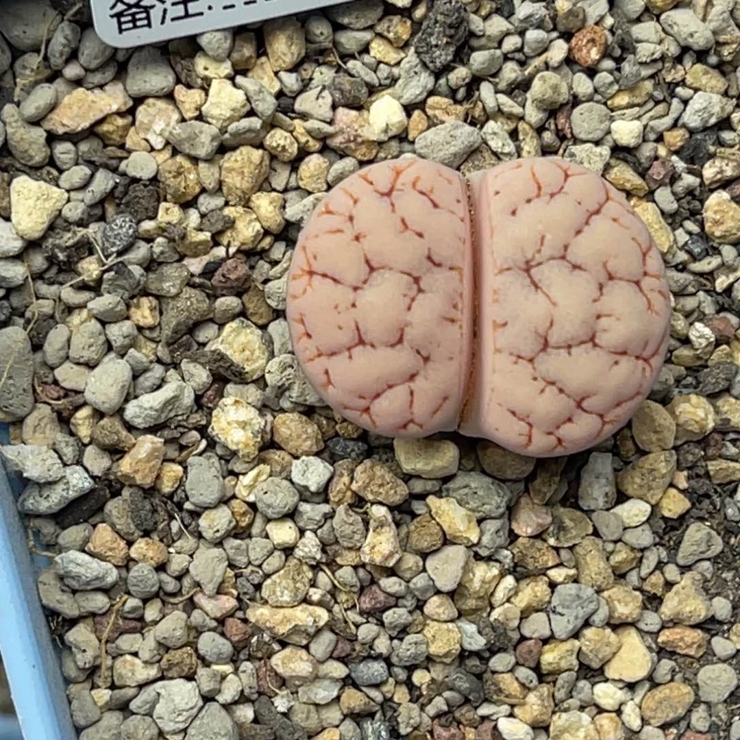7700粉体荒玉1891尺寸2.3