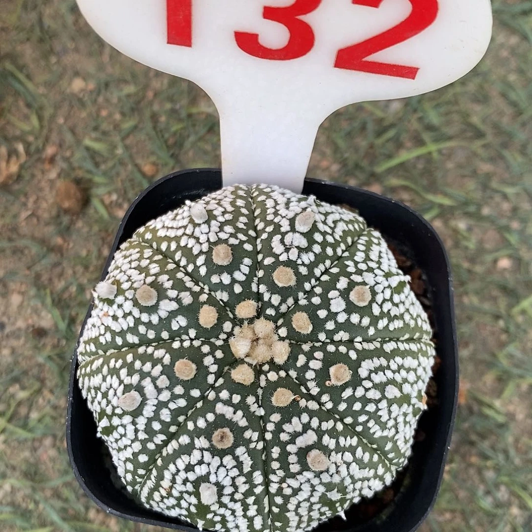 132奇迹兜系列福利来