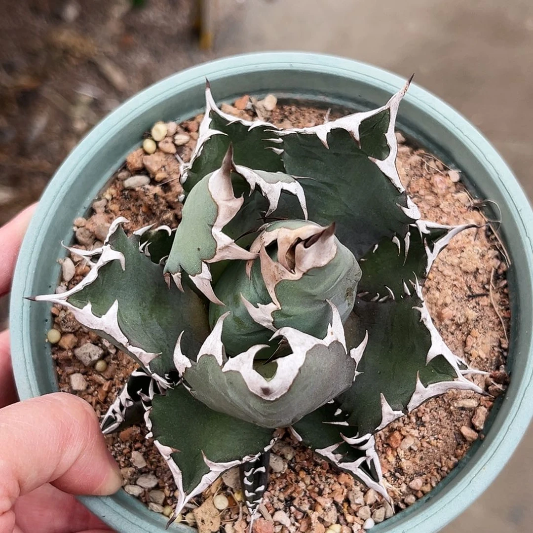 姬仁王冠，潮流植物