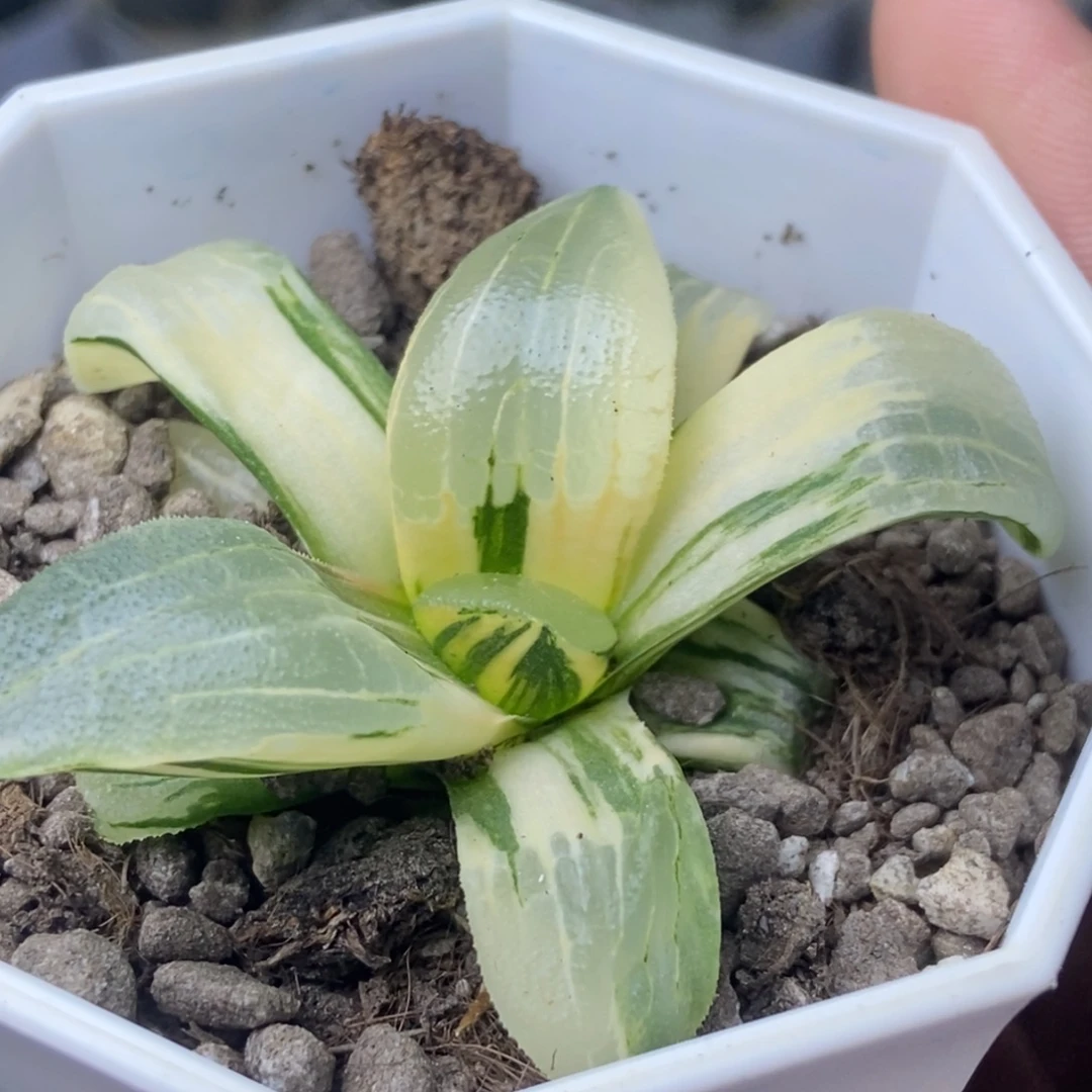 极上斑糯阿锦一物一拍