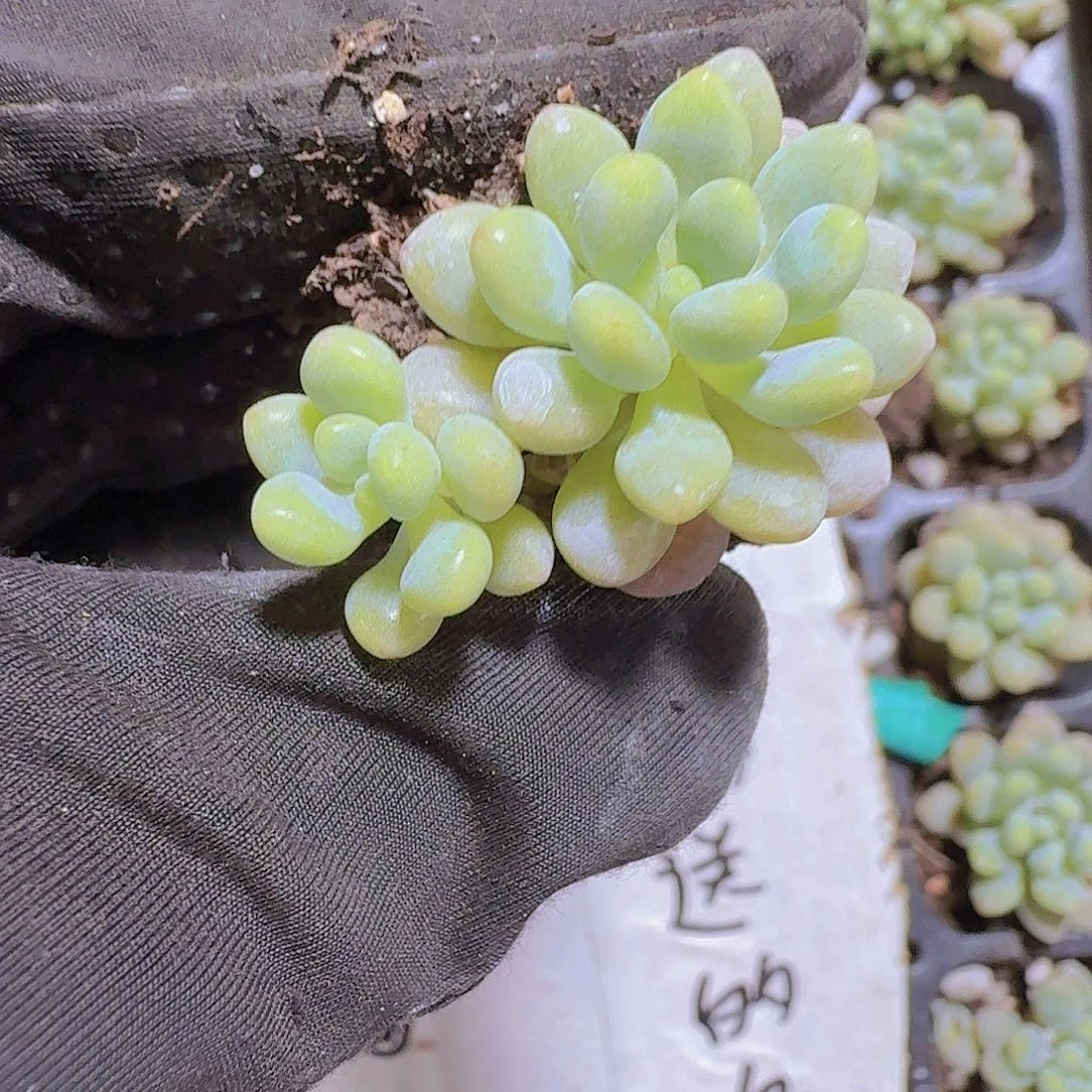 精品洛可可两颗一组